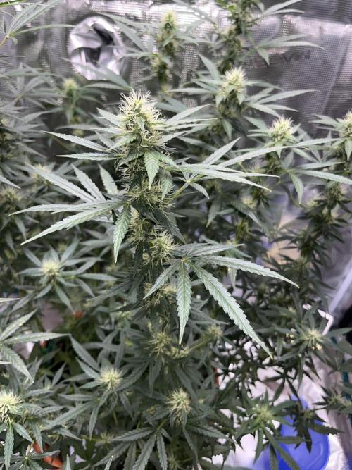Auto SFV OG 2026. Week 10