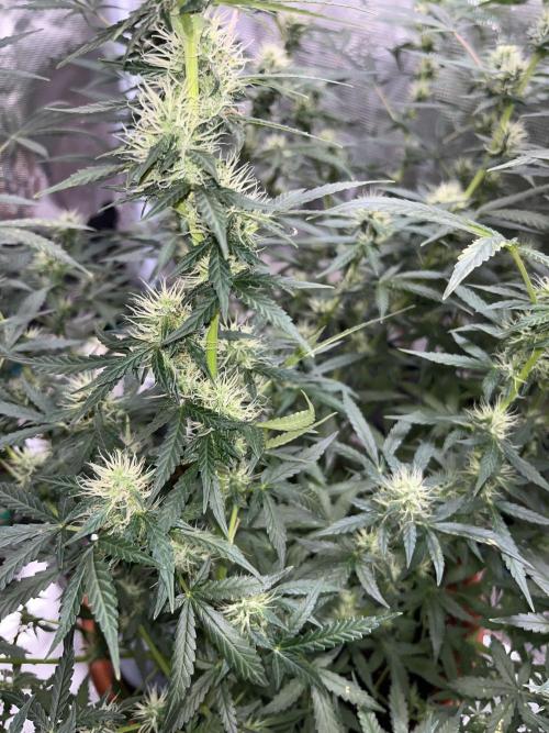 Auto SFV OG 2026. Week 10