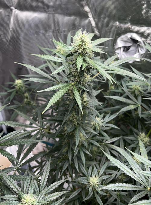 Auto SFV OG 2026. Week 11