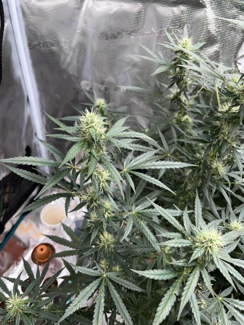 Auto SFV OG 2026. Week 11