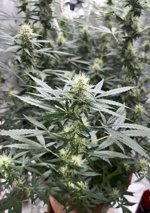 Auto SFV OG 2026. Week 11