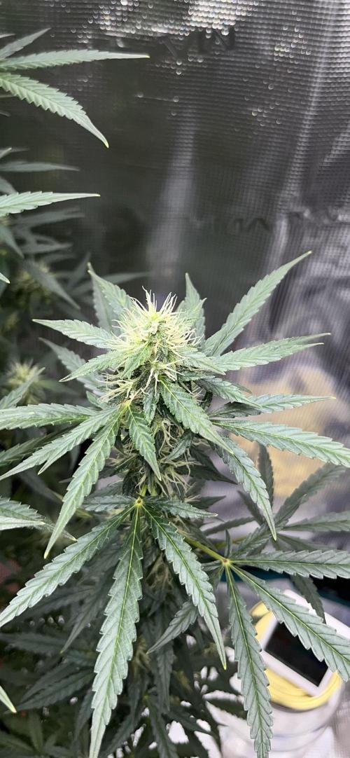 Auto SFV OG 2026. Week 11