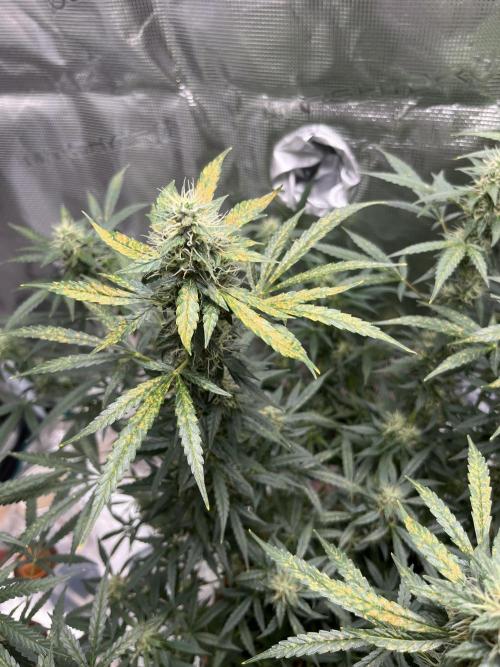Auto SFV OG 2026. Week 11