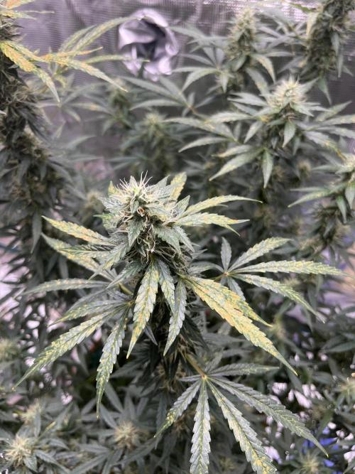 Auto SFV OG 2026. Week 11