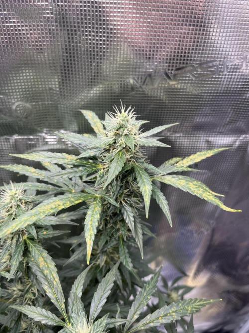 Auto SFV OG 2026. Week 11