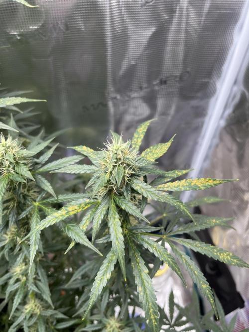 Auto SFV OG 2026. Week 11