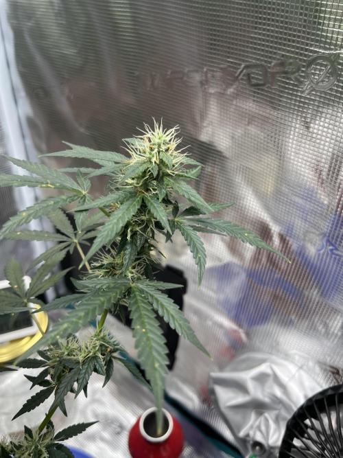 Auto SFV OG 2026. Week 11