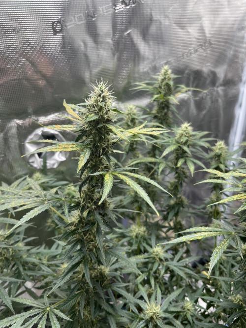 Auto SFV OG 2026. Week 11