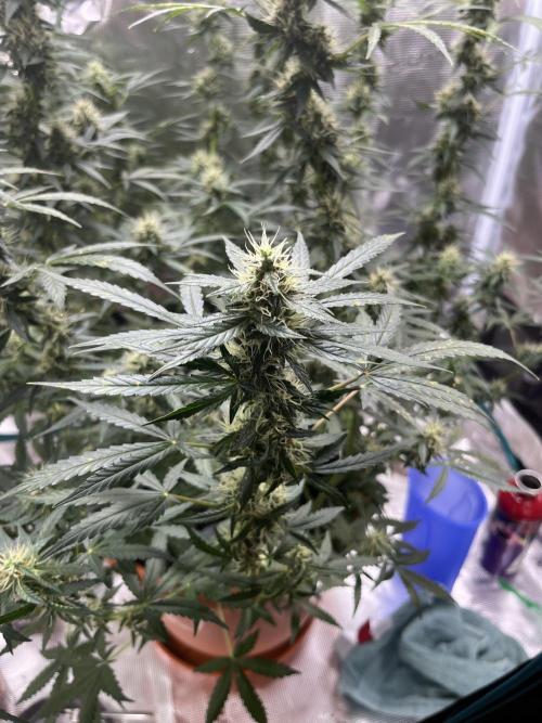 Auto SFV OG 2026. Week 11