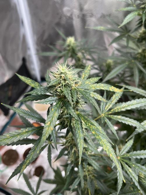 Auto SFV OG 2026. Week 11