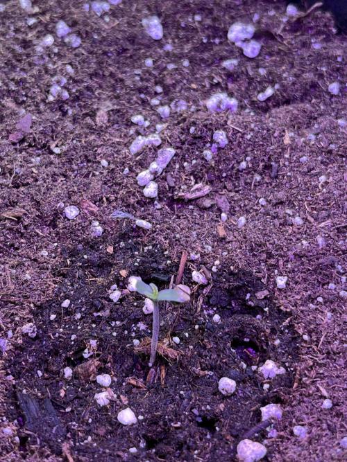 Auto Sweet Bourbon Kush 2026. Week 1