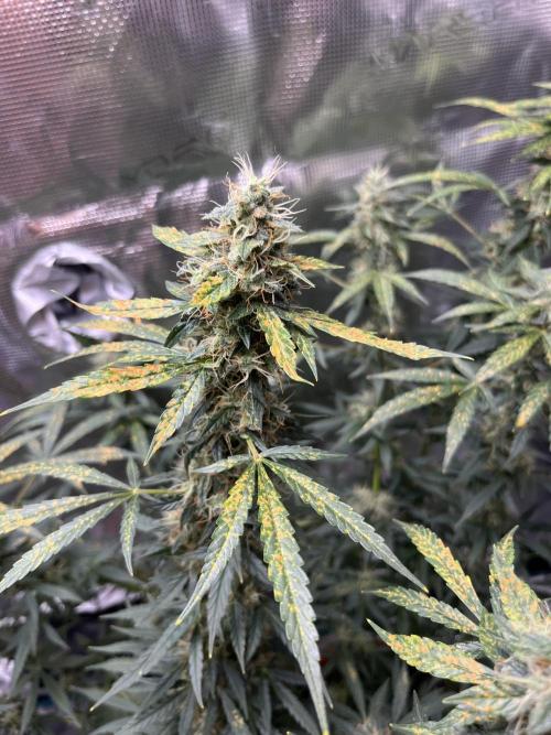 Auto SFV OG 2026. Week 12