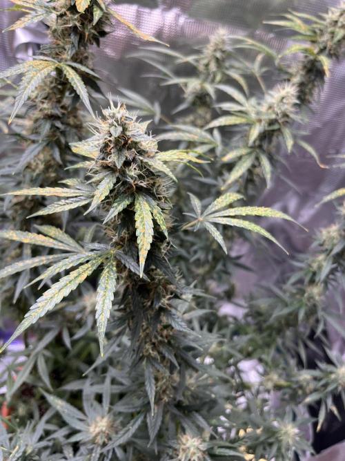 Auto SFV OG 2026. Week 12