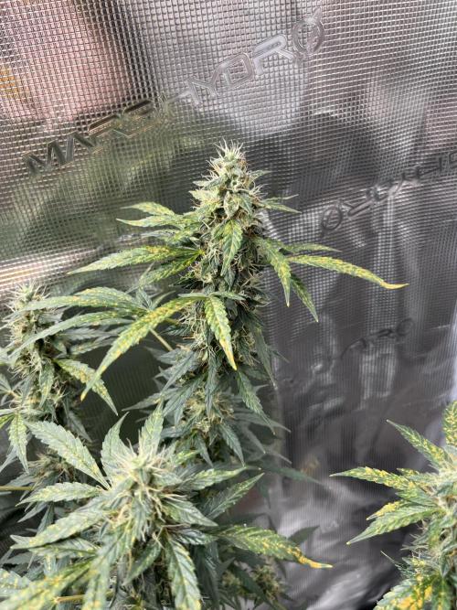 Auto SFV OG 2026. Week 12