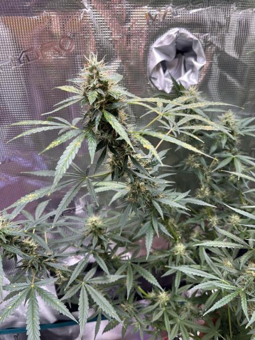 Auto SFV OG 2026. Week 12