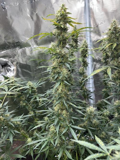 Auto SFV OG 2026. Week 12