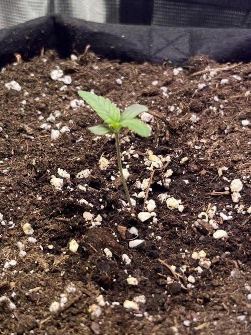 Auto Sweet Bourbon Kush 2026. Week 1
