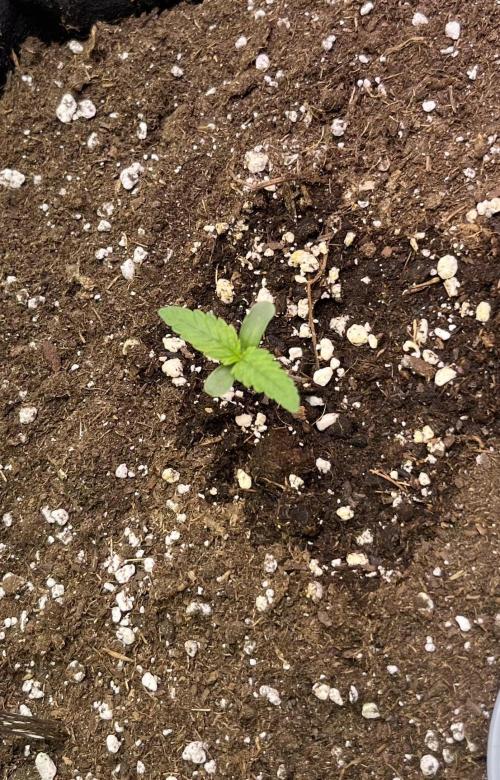 Auto Sweet Bourbon Kush. Week 1