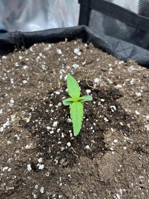 Auto Sweet Bourbon Kush 2026. Week 2 - Tuesday