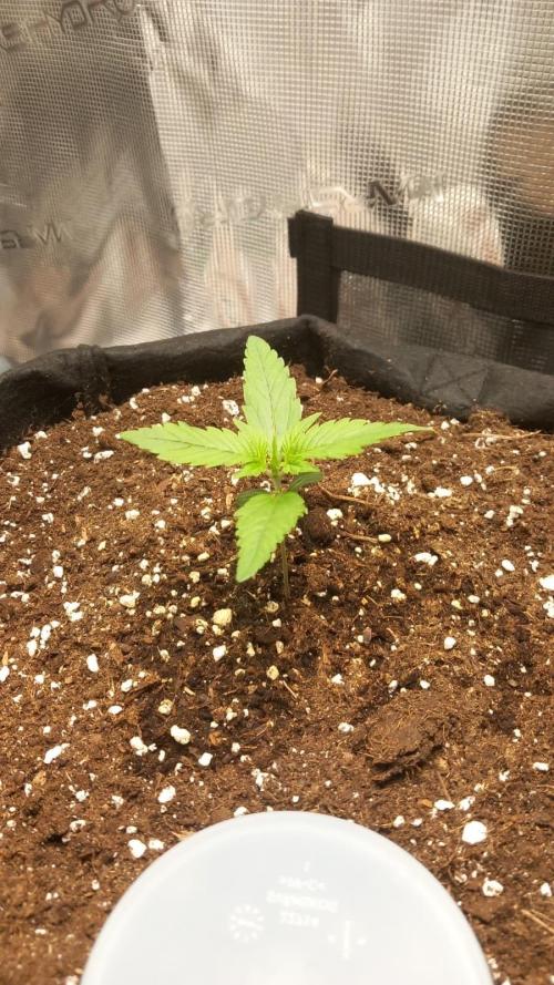 Auto Sweet Bourbon Kush. Week 2