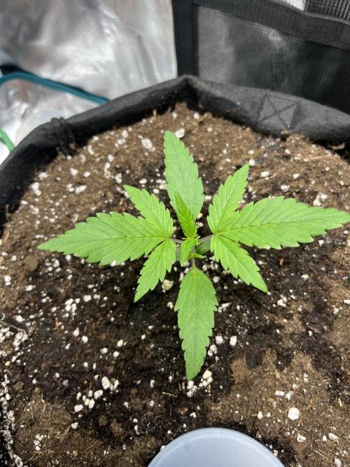 Auto Sweet Bourbon Kush. Week 3