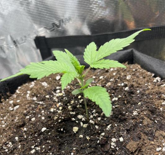 Auto Sweet Bourbon Kush 2026. Week 3 - Monday