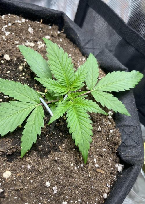 Auto Sweet Bourbon Kush. Week 3