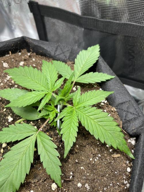 Auto Sweet Bourbon Kush 2026. Week 3 - Friday