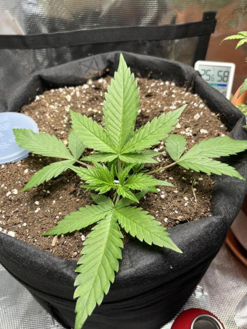 Auto Sweet Bourbon Kush 2026. Week 3 - Saturday