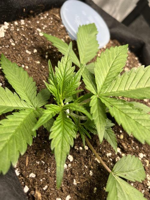 Auto Sweet Bourbon Kush. Week 3