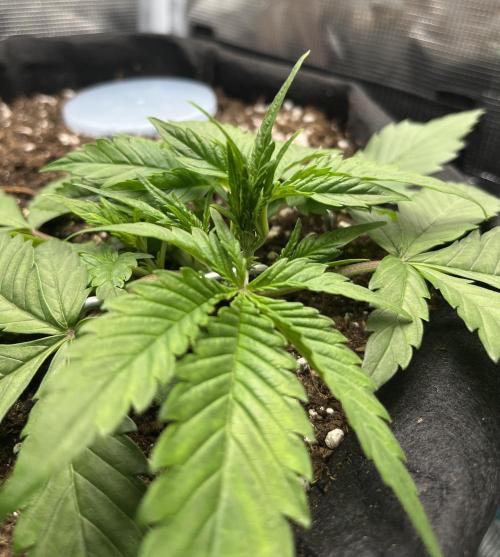 Auto Sweet Bourbon Kush 2026. Week 4