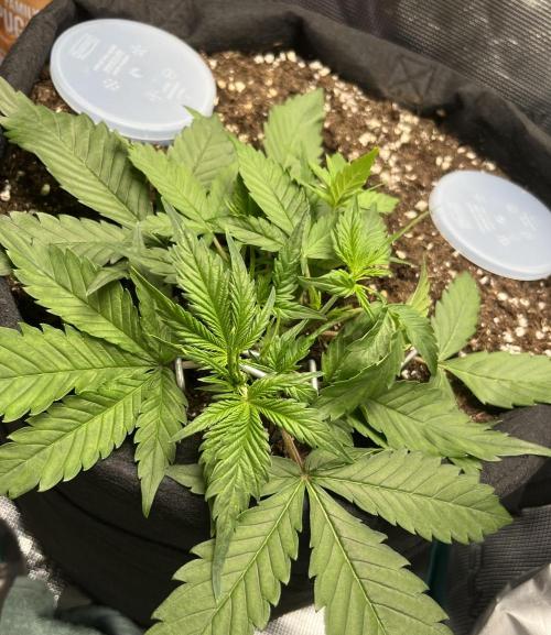 Auto Sweet Bourbon Kush 2026. Week 4