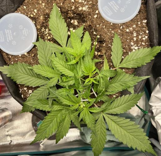 Auto Sweet Bourbon Kush 2026. Week 4