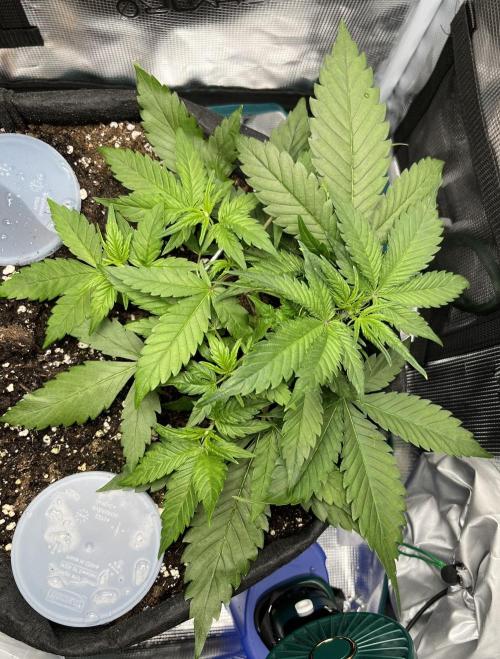 Auto Sweet Bourbon Kush 2026. Week 4
