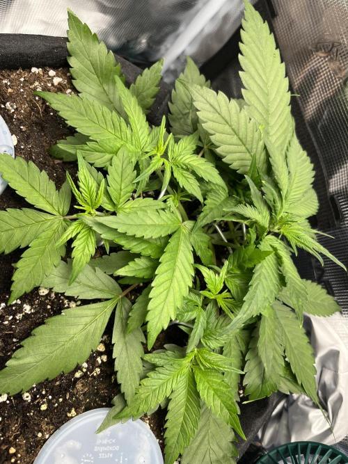 Auto Sweet Bourbon Kush 2026. Week 4