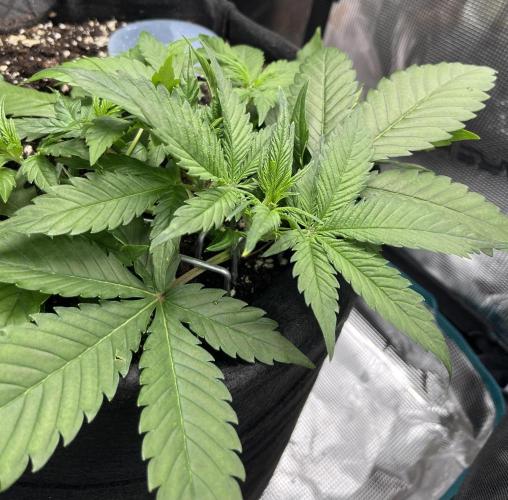 Auto Sweet Bourbon Kush 2026. Week 4