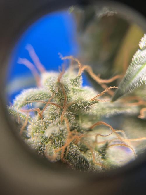 Auto SFV OG 2026. Week 13