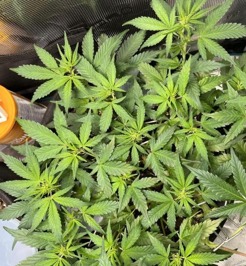 Auto Sweet Bourbon Kush 2026. Week 6
