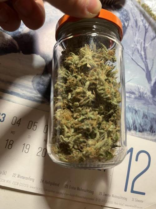 Auto Frozen Biscotti 2026. Week 13
