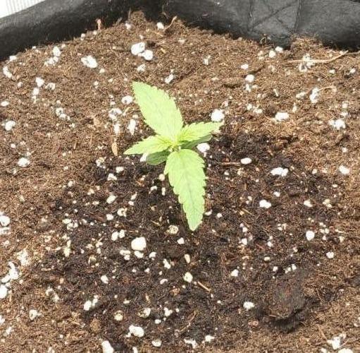Auto Sweet Bourbon Kush 2026. Week 2 - Thursday