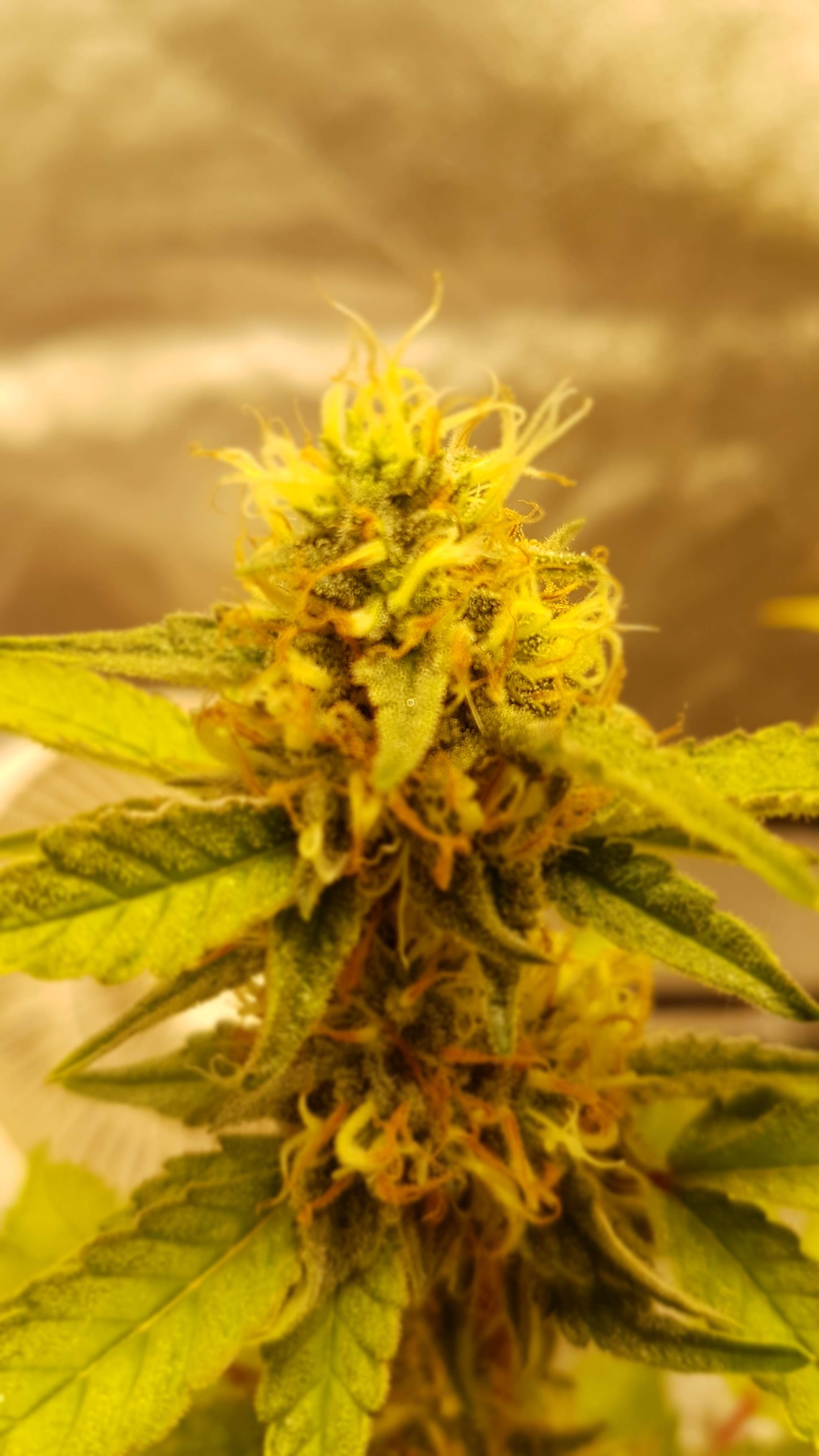 Blimburn Seeds OG's Kush grow diary (journal) week15 by Budsboii