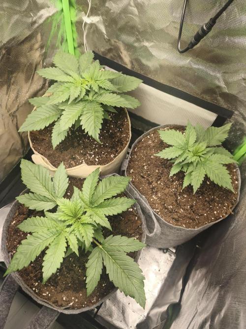 GorillaZ#1. Week 3