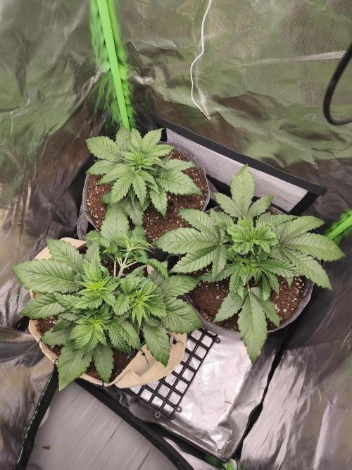 GorillaZ#1. Week 3 - 25 dayz