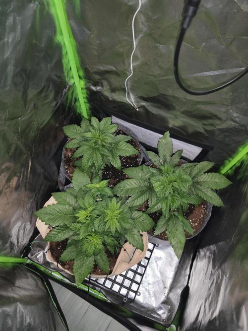 GorillaZ#1. Week 3 - 25 dayz
