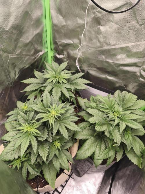 GorillaZ#1. Week 5