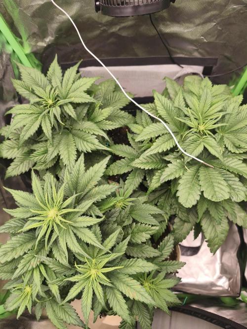 GorillaZ#1. Week 5