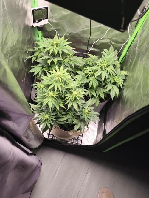 GorillaZ#1. Week 6