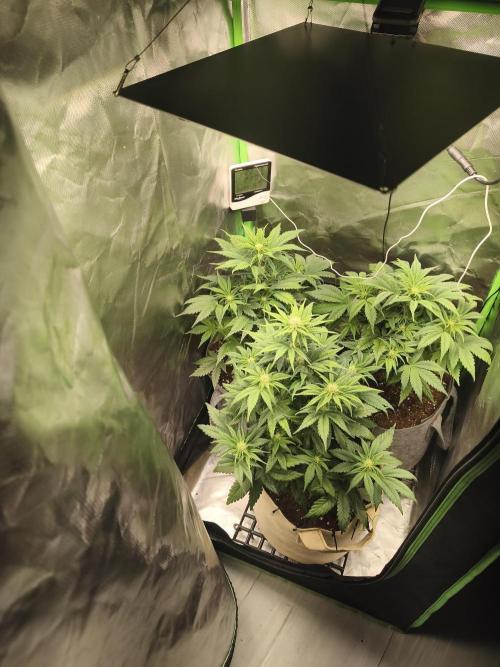 GorillaZ#1. Week 6