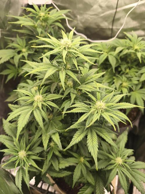 GorillaZ#1. Week 6