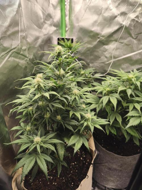 GorillaZ#1. Week 6